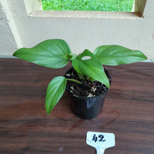 Load image into Gallery viewer, #42 Rhaphidophora Pertusa