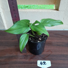 Load image into Gallery viewer, #42 Rhaphidophora Pertusa