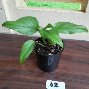 #42 Rhaphidophora Pertusa