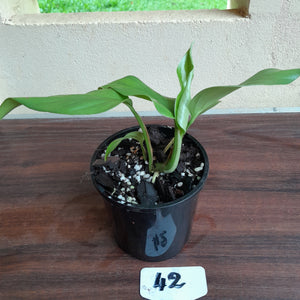 #42 Rhaphidophora Pertusa