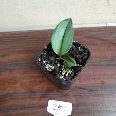 #35c Scindapsus Treubii Moonlight