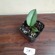 Load image into Gallery viewer, #35c Scindapsus Treubii Moonlight