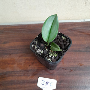 #35c Scindapsus Treubii Moonlight