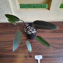 Load image into Gallery viewer, #36c Philodendron Black Knight