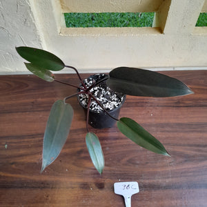#36c Philodendron Black Knight