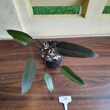 Load image into Gallery viewer, #36c Philodendron Black Knight