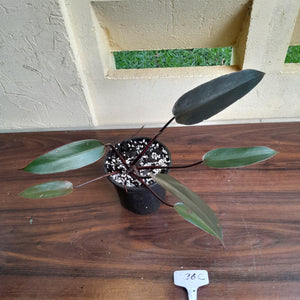 #36c Philodendron Black Knight