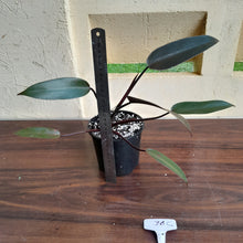 Load image into Gallery viewer, #36c Philodendron Black Knight