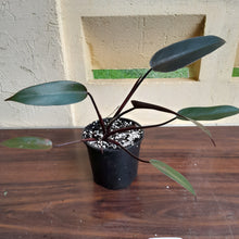 Load image into Gallery viewer, #36c Philodendron Black Knight