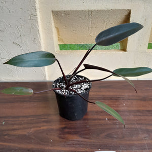 #36c Philodendron Black Knight