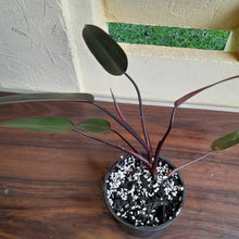 Load image into Gallery viewer, #36c Philodendron Black Knight