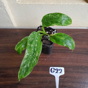 #G22 Philodendron Jose Buono