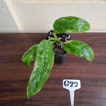 Load image into Gallery viewer, #G22 Philodendron Jose Buono