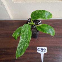Load image into Gallery viewer, #G22 Philodendron Jose Buono