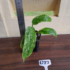 #G22 Philodendron Jose Buono