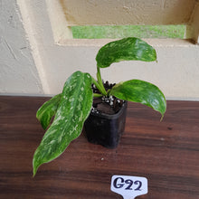 Load image into Gallery viewer, #G22 Philodendron Jose Buono
