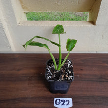 Load image into Gallery viewer, #G22 Philodendron Jose Buono