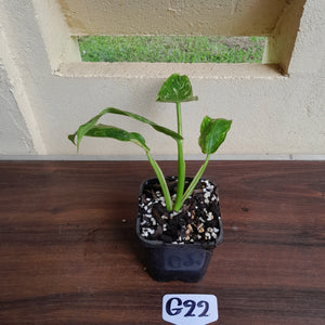 #G22 Philodendron Jose Buono
