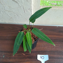 Load image into Gallery viewer, #10 Multi-Headed Anthurium Warocqueanum