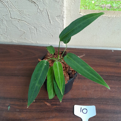 #10 Multi-Headed Anthurium Warocqueanum