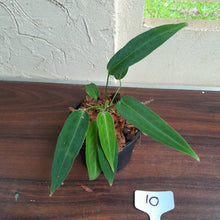 Load image into Gallery viewer, #10 Multi-Headed Anthurium Warocqueanum