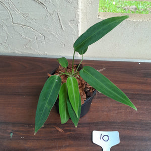 #10 Multi-Headed Anthurium Warocqueanum