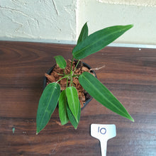 Load image into Gallery viewer, #10 Multi-Headed Anthurium Warocqueanum