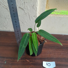 Load image into Gallery viewer, #10 Multi-Headed Anthurium Warocqueanum