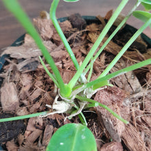 Load image into Gallery viewer, #10 Multi-Headed Anthurium Warocqueanum
