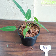 Load image into Gallery viewer, #10 Multi-Headed Anthurium Warocqueanum