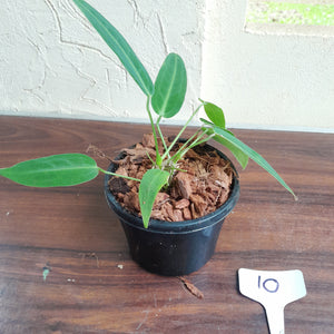 #10 Multi-Headed Anthurium Warocqueanum