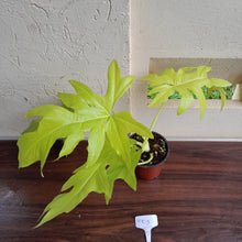 Load image into Gallery viewer, #H103 Philodendron Warscewiczii Flavum