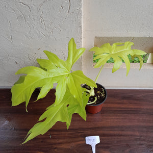 #H103 Philodendron Warscewiczii Flavum