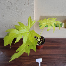 Load image into Gallery viewer, #H103 Philodendron Warscewiczii Flavum