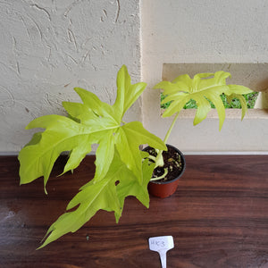 #H103 Philodendron Warscewiczii Flavum