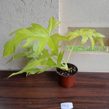 Load image into Gallery viewer, #H103 Philodendron Warscewiczii Flavum
