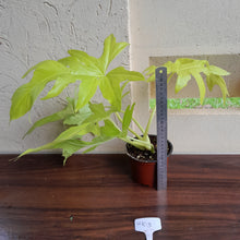 Load image into Gallery viewer, #H103 Philodendron Warscewiczii Flavum