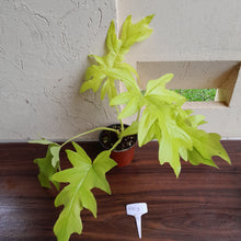 Load image into Gallery viewer, #H103 Philodendron Warscewiczii Flavum