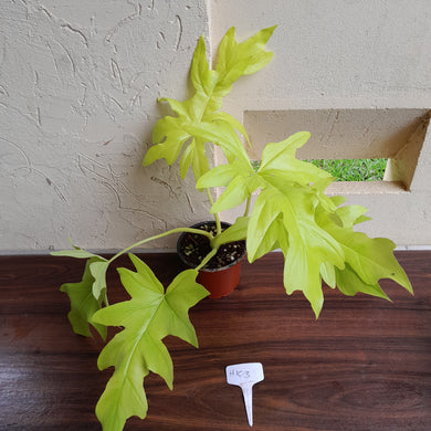 #H103 Philodendron Warscewiczii Flavum