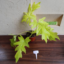 Load image into Gallery viewer, #H103 Philodendron Warscewiczii Flavum