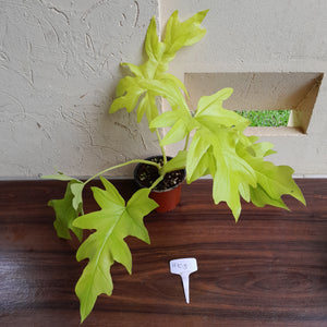 #H103 Philodendron Warscewiczii Flavum