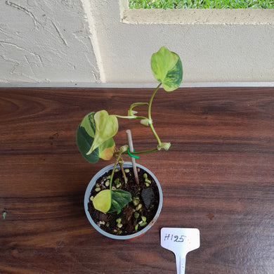 #H125 Variegated Philodendron Micans