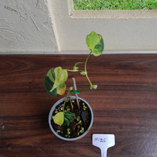 Load image into Gallery viewer, #H125 Variegated Philodendron Micans