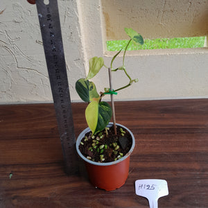 #H125 Variegated Philodendron Micans