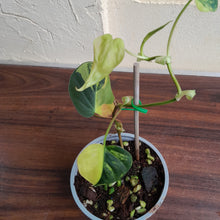 Load image into Gallery viewer, #H125 Variegated Philodendron Micans