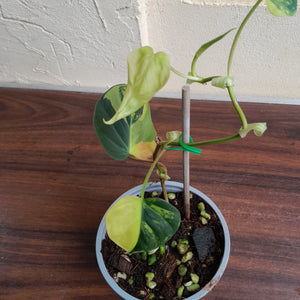 #H125 Variegated Philodendron Micans