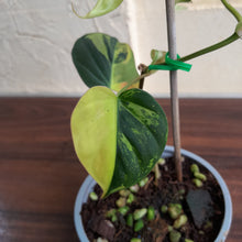 Load image into Gallery viewer, #H125 Variegated Philodendron Micans