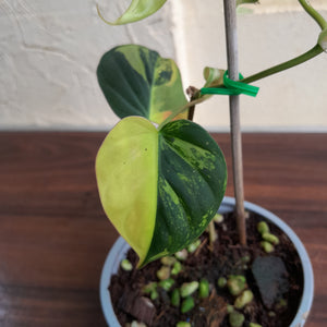 #H125 Variegated Philodendron Micans