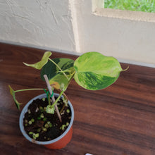 Load image into Gallery viewer, #H125 Variegated Philodendron Micans