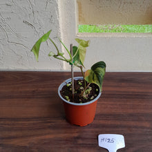 Load image into Gallery viewer, #H125 Variegated Philodendron Micans